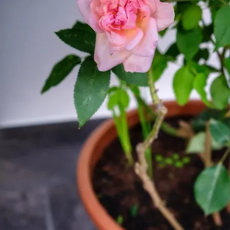 Vale Dos Encantos Maison d'hôtes Furnas (Azores)