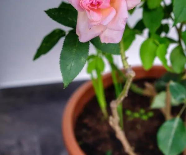 Vale Dos Encantos Πανσιόν Furnas (Azores)